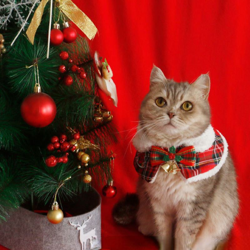 Cat Christmas Cloak Pet New Ye - Winter Clothing For Dogs review and price